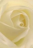 A close perspective draws you deep into the luminous centre of a cream-white rose, as if nestled within its unfolding petals on a tranquil morning in Gerrards Cross. Each layer gently cradles the next, feather-light as dew, their soft spirals bathed in subtle shadow and glow reminiscent of sunlight skipping across the lawns of West Common. The flower breathes peace and reverence, embodying the spirit needed for moments of condolence, new beginnings, or sincere admiration delivered to a friend's doorstep near Fulmer Road. Painstakingly arranged by a florist attuned to Gerrards Cross's quiet beauty, the rose projects both purity and handcrafted care-a symbol of skilled artistry and profound sentiment. Its fragrance lingers lightly in the background, subtle yet unmistakable, like the comfort of home after a long journey. Through this intimate view, the rose becomes more than a flower; it is a vessel for connection and respect, reflecting the nurturing heart of Gerrards Cross within every gentle, ivory fold.